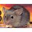 Mice  Elite Pest Management LLC