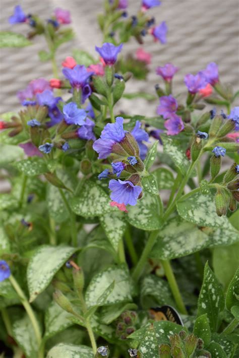 Uncover why hadley garden center is the best company for you. High Contrast Lungwort (Pulmonaria 'High Contrast') in ...