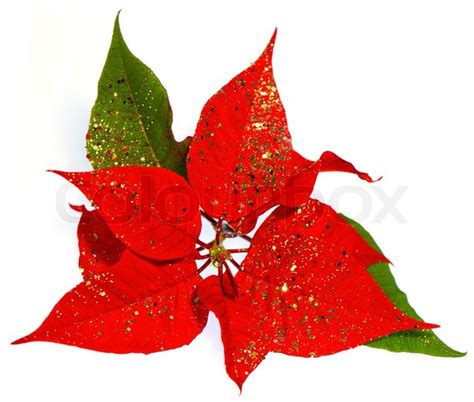 Red Poinsettia Christmas Flower With Golden Decoration Stock Photo
