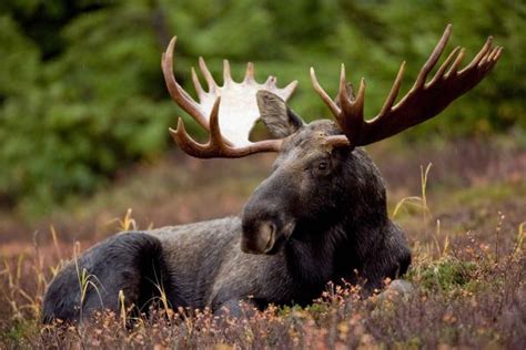 Differences Between Deer Elk Moose And Reindeer
