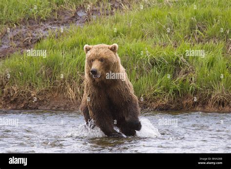 Alaska Coastal Brown Bear Chases A Salmon In Mikfik Creek Mcneil River