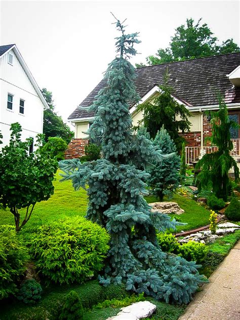 Weeping Blue Spruce Trees For Sale Online The Tree Center