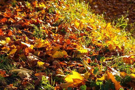 Autumn Colours Flickr
