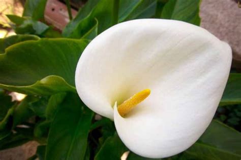Molti nomi di fiori sono diventati anche nomi propri. Fiori bianchi: significato e le 20 varietà più belle - greenMe