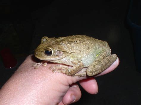 Green Tree Frog Care Size Librus