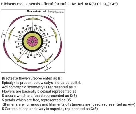 Floral Formula And Floral Diagram For Hibiscus In Detail Biology