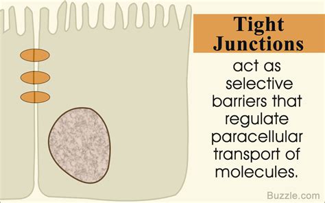 Tight Junctions Location Structure And Function Biology Wise