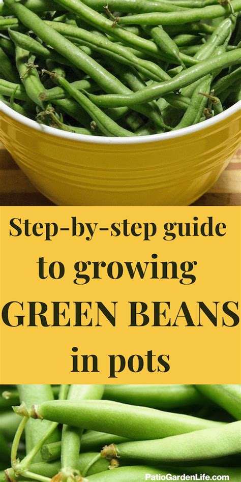 Methods To Develop Inexperienced Beans In A Pot New Urban Habitat