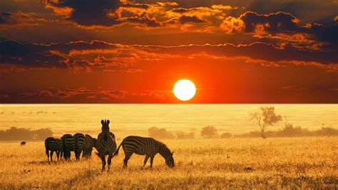 Serengeti Sunset | Safari Package - Ombeni African Safaris