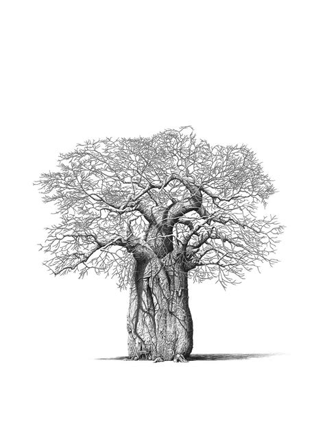 Bowen Boshier Artist Prints For Sale Baobab Tree With Bush Buck