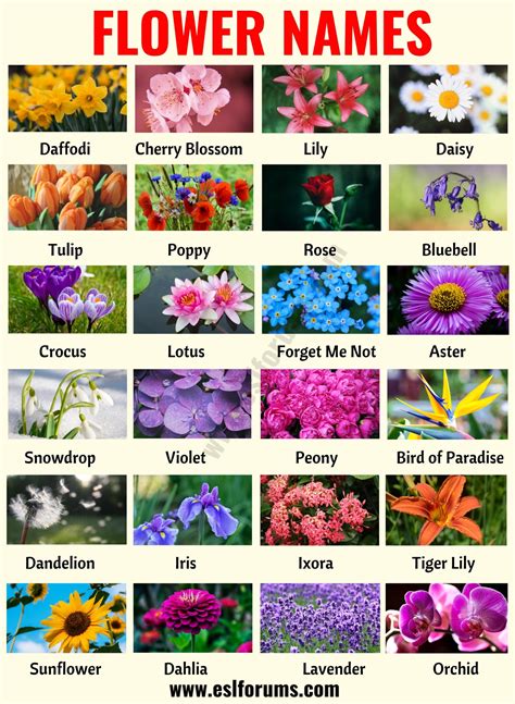 They are unique, whimsical, and fun. Flower Names: List of 25+ Popular Names of Flowers with ...