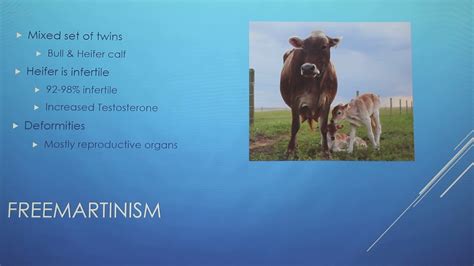 Twins In Dairy Cattle Problems Youtube