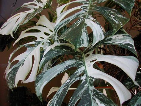 Dan monstera adansonii variegata memberikan arti yang sama sekali baru dengan warna putih atau. Monstera deliciosa variegata http://www.strangewonderfulthings.com/114.htm http://bbs.cfh.ac.c ...