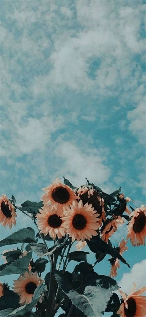 Wallpaper Aesthetic Iphone 11 Aesthetic Lockscreen Wallpapers