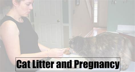 How To Deal With Cat Litter And Pregnancy Together LitterBoxHub