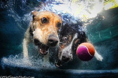 Great Pictures Underwater Dog Photography By Seth Casteel