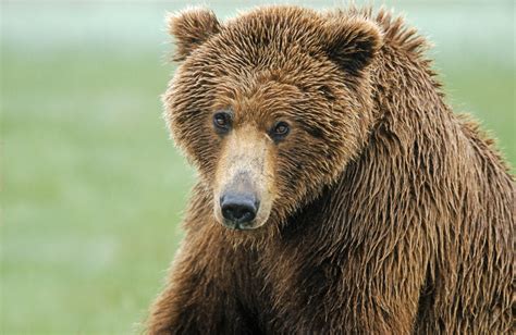 Wallpaper Wildlife Hair Wet Nose Whiskers Grizzly Bear Brown