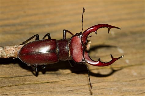 Giant Stag Beetle We Discovered This Large Stag Beetle Mal Flickr