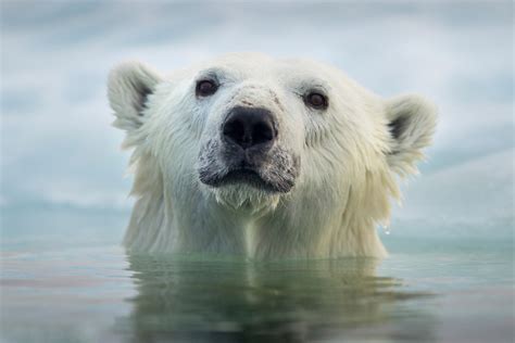 Polar Bear Hudson Bay Canada Paul Souders Worldfoto