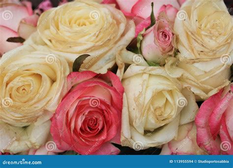 Mixed Pink And White Roses Stock Photo Image Of Bridal 113955594