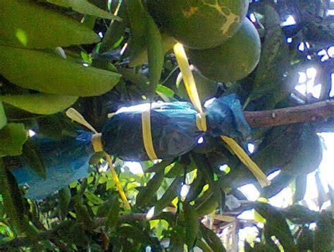 Pekebun durian di raub, pahang yang bermasalah mahu melakukan rundingan secara terus dengan kerajaan negeri. Anim Agro Technology: TUT POKOK - KEBAIKAN DAN KELEMAHAN