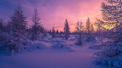 Snowy Fir Forest In The Sunset Wallpaper Backiee