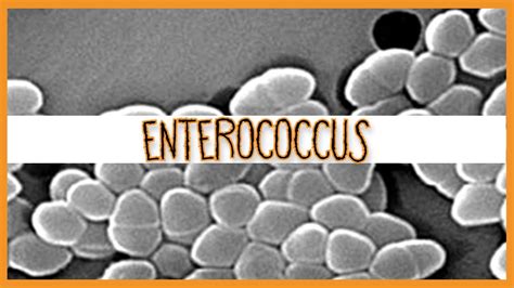 Enterococcus E Faecalis And E Faecium Youtube