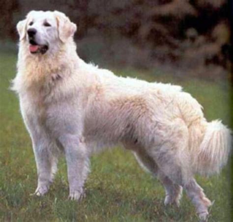 Grande Kuvaszok Húngaro El Rey De Los Perros Kuvasz Dog Breeds