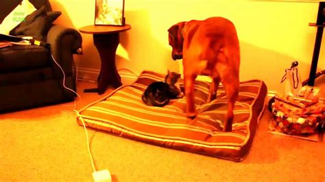 Cats Stealing Dog Beds Funny Cat Video Youtube