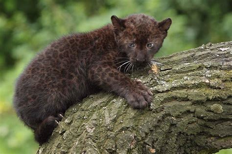 Little Spotted Black Panther Cub Hardcoreaww