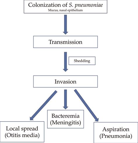 Pathophysiology Of Streptococcus Pneumoniae Download Scientific Diagram