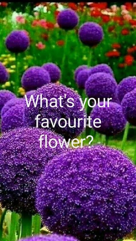 Whats Your Favourite Flower An Immersive Guide By Flowersandflowerthings