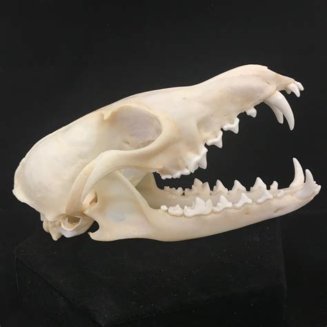Beautiful Red Fox Skull With Impressive Canines Can Be Found At Natur