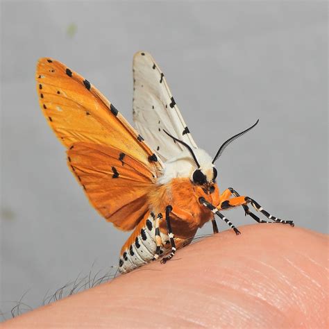 Maryland Biodiversity Project Salt Marsh Moth Estigmene Acrea