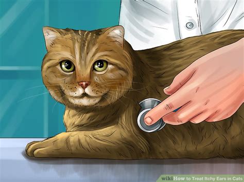 How To Treat Itchy Ears In Cats 9 Steps With Pictures Wikihow
