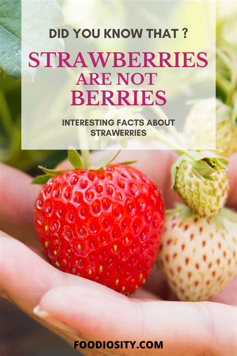 Strawberries Are Not Berries Interesting Strawberries Facts Fruit