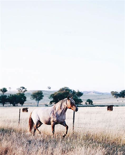 10 Images With Photographer Abbie Mellé Southern Highlands Australia