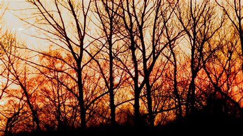 Free Images Tree Nature Forest Branch Sunrise Sunset Sunlight