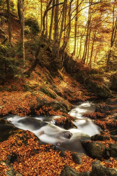 Autumn Creek Woods With Yellow Trees Foliage And Rocks In Forest