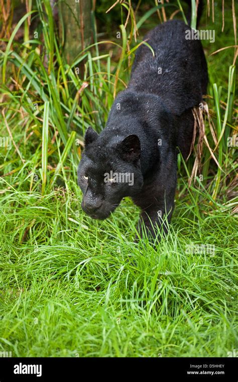 Black Leopard Panthera Pardus Prowling Through Long Grass In Captivity