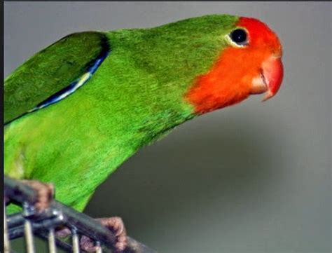 Indonesia mempunyai jutaan spesies langka yang patut menjadi kebanggaan buat kita. Love Bird Muka Merah.