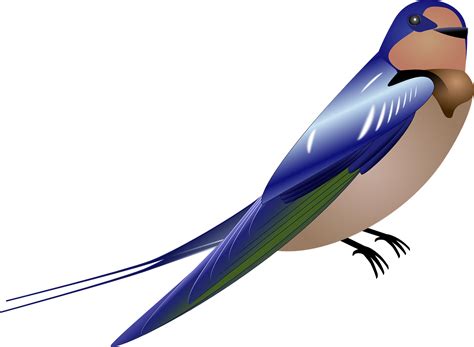 Hirondelle Oiseau Bleu · Images Vectorielles Gratuites Sur Pixabay