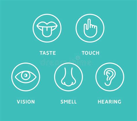 Five Human Senses Vision Eye Smell Nose Hearing Ear Touch Hand