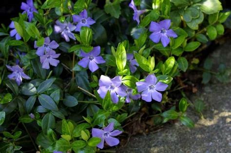 The Fastest Growing Evergreen Ground Cover Plants