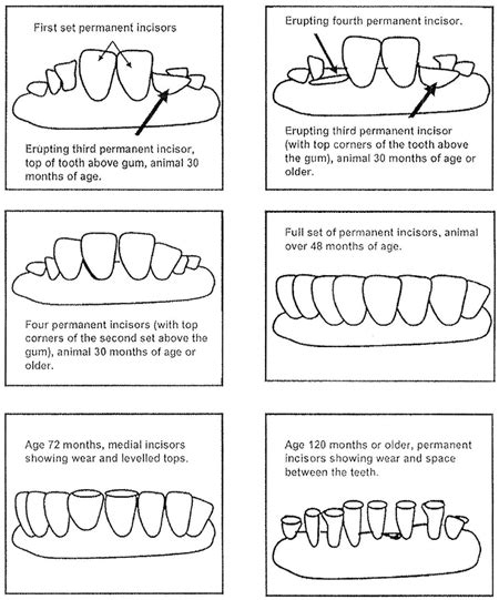 العلوم البيطرية التسنين في الابقارcattle Dentition