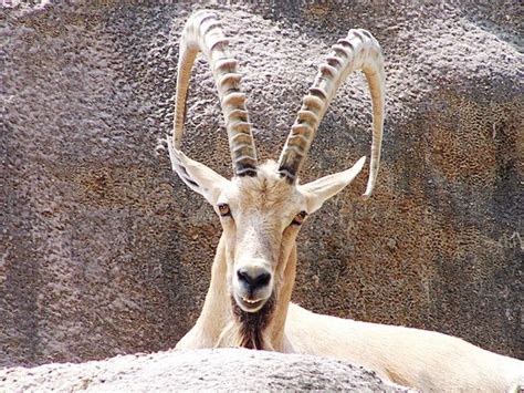 Trophy Hunting Foreigner Bags Ibex Locals Get Funds For Development