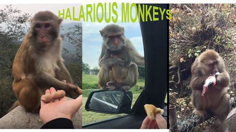 Tik Tok Monkey Video Compilation Most Adorable Monkey Video Youtube