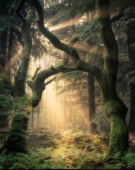 Wales Uk Forest Photography Beautiful Nature Nature Photography
