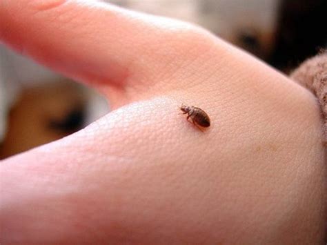 2 Ways To Get Rid Of Bed Bugs With Bonus Bed Bug Facts Dengarden