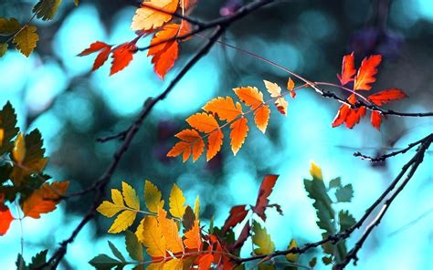 1920x1200 Leaves Autumn Branches Wallpaper Coolwallpapersme